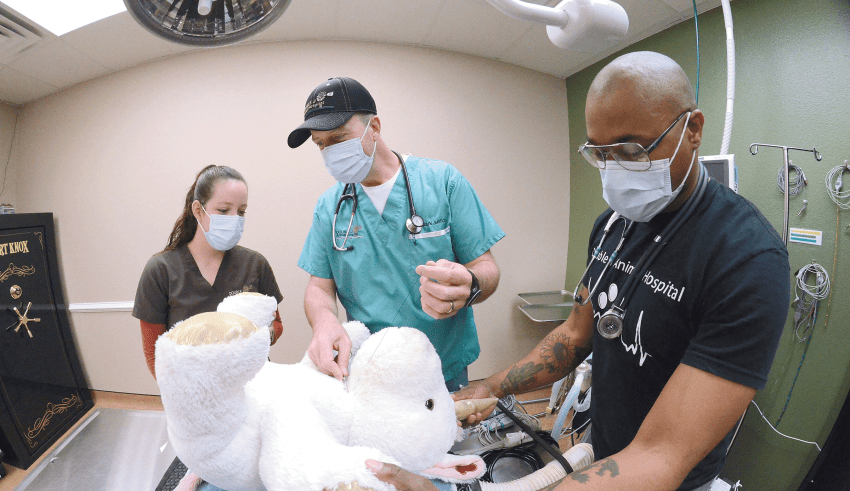 Double J Animal Hospital offers 'surgical services' to our stuffed loved  ones - Hobbs News Sun